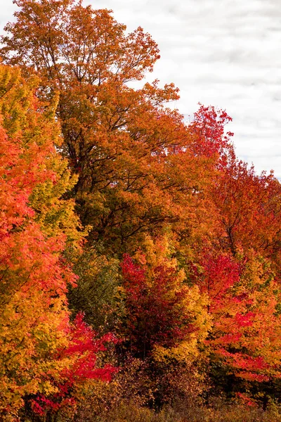 A line of trees in fall colours in October