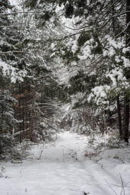 a snow covered winter old logging road.