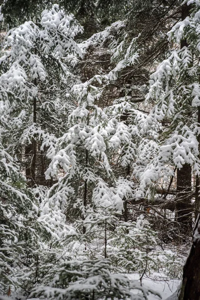 Sapins Dans Une Couche Fraîche Neige Tôt Hiver — Photo