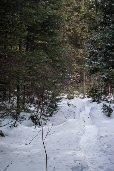 Snowshoe Trail Winter Storm — Stock fotografie