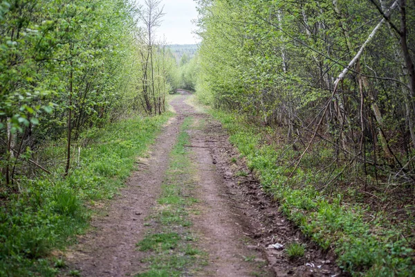 Bosques Sinuosos Camino Primavera Nuevo Brunswick —  Fotos de Stock