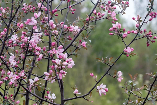 野苹果花在春天开花 图库照片