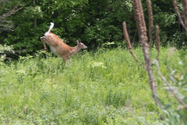 Beyaz kuyruklu geyik ağaçlık bir çizgiye doğru iniyor.
