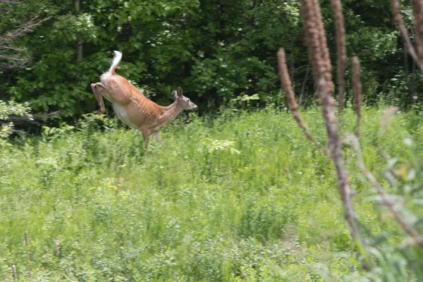 Beyaz kuyruklu geyik ağaçlık bir çizgiye doğru iniyor.