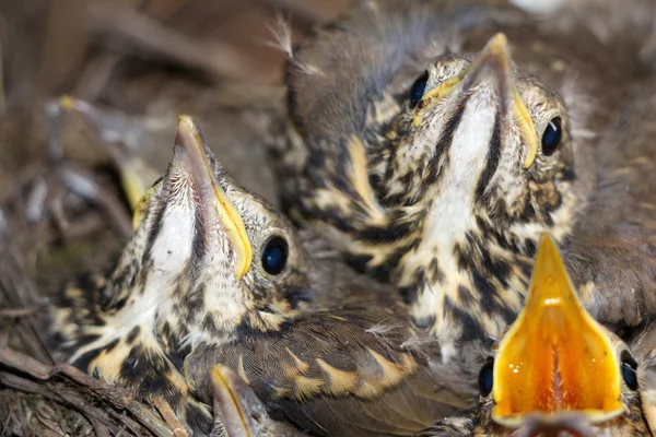 Little baby birds sitting in the nest, close-up photography of n — Stock Photo, Image