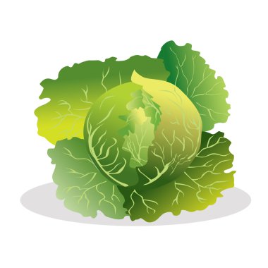 lahana vektör çizim.