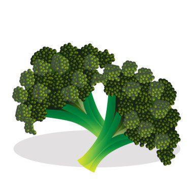 karnabahar vektör çizim.