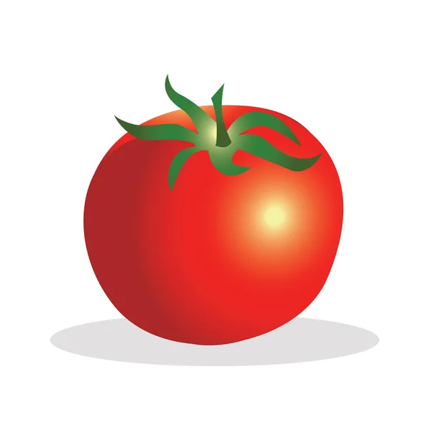 Tomatvektorillustration. — Stock vektor