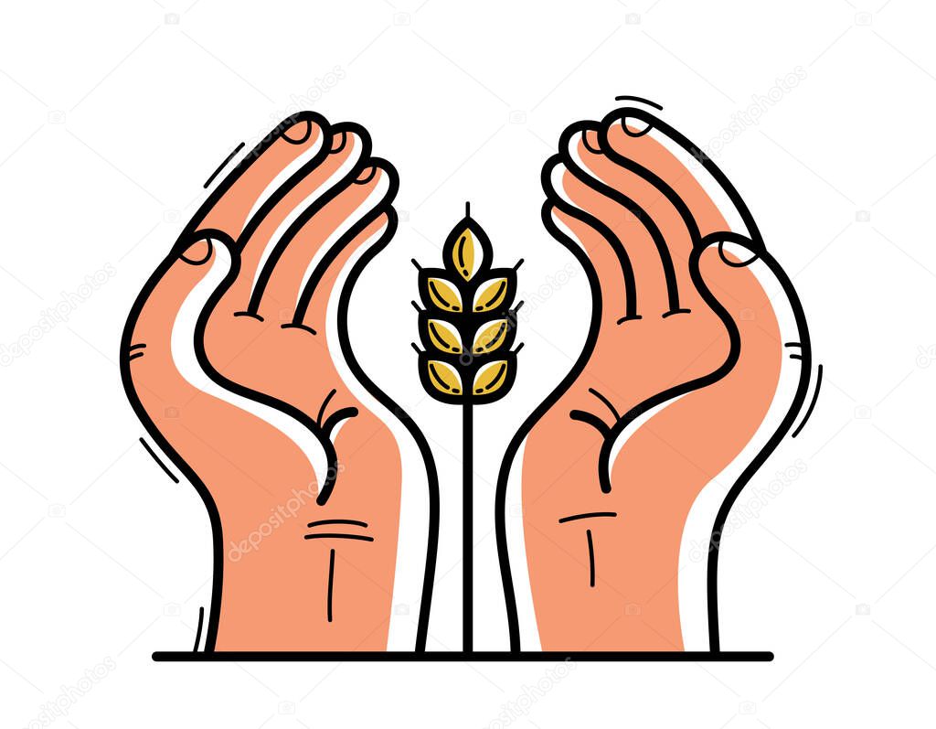 Two hands with ripe spike protecting and showing care vector flat style illustration isolated on white, cherish and defense for food and harvest concept, against famine.