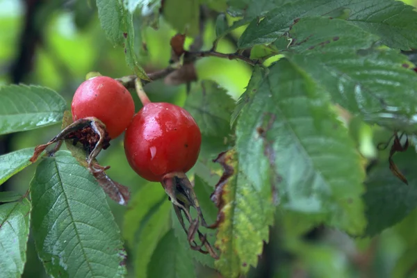 Dog Rose Hips (Rosa canina) — Stock Photo, Image