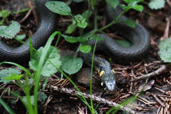 Nonpoisonous kígyó, kígyó — Stock Fotó