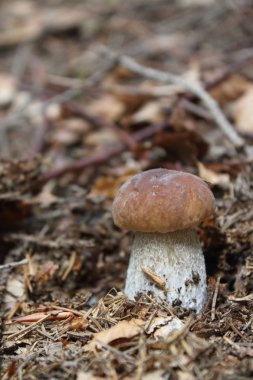 en lezzetli mantar - biri cep