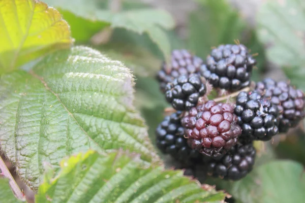 Blackberry branch — Stock Photo, Image