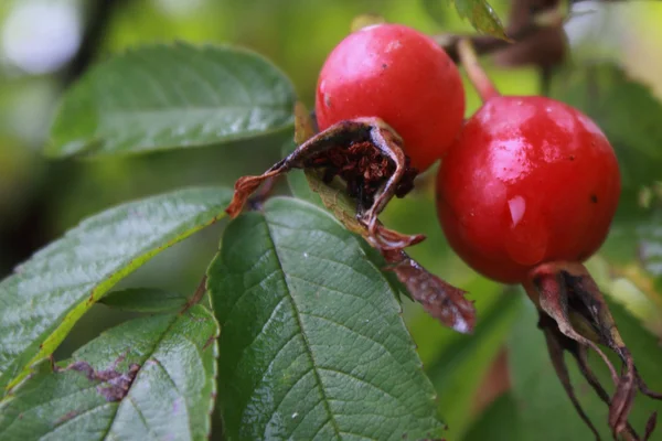 Cão Rosa Quadris (Rosa canina ) — Fotografia de Stock