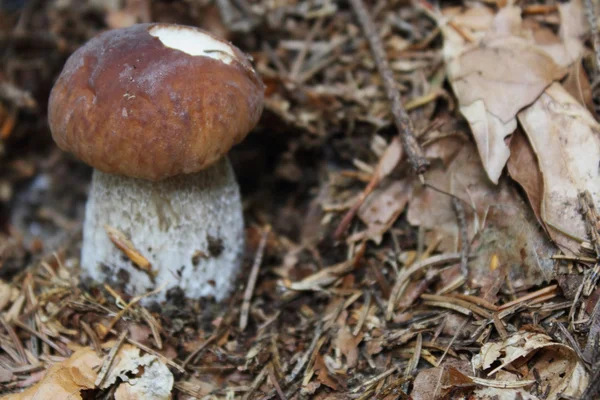 One of the most delicious mushrooms - cep — Stock Photo, Image