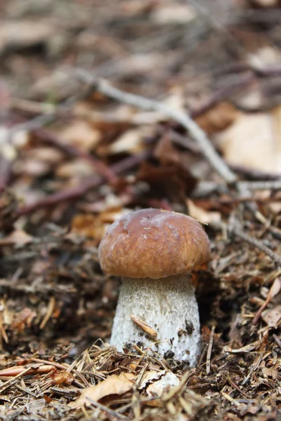 One of the most delicious mushrooms - cep — Stock Photo, Image