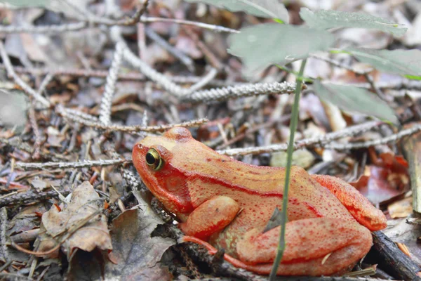 Groda som en symbol för pengar och lycka — Stockfoto