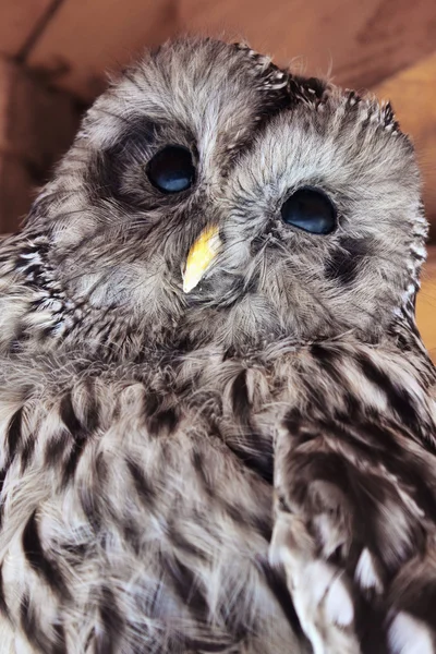 Owl as a symbol of intelligence, knowledge and wisdom.