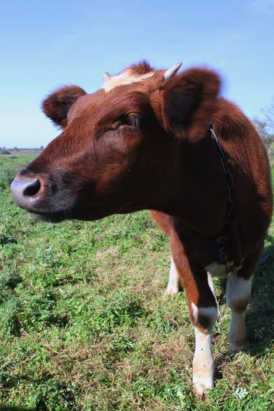 Koeien op de weide — Stockfoto