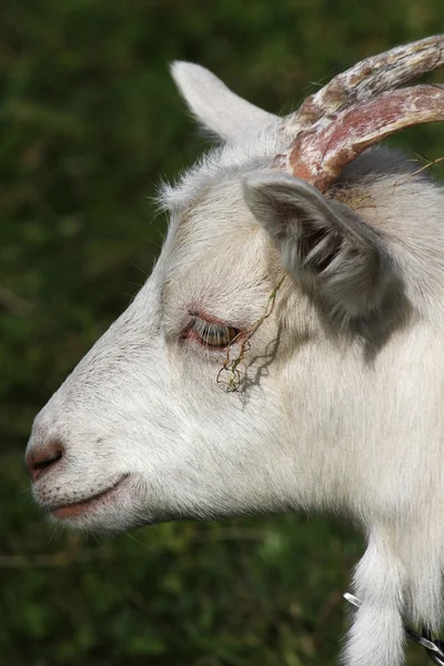 Nanny goat — Stock Photo, Image