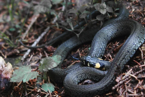 Nonpoisonous yılan yılan — Stok fotoğraf