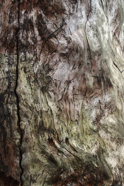 Vieille écorce d'arbre texture détail — Photo