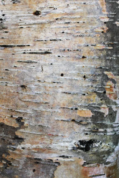 Corteccia di betulla della Carelia — Foto Stock