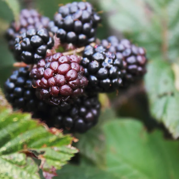 Rama de moras —  Fotos de Stock