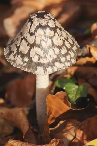 One of the most delicious mushrooms - cep — Stock Photo, Image