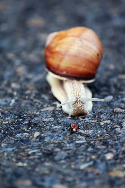 Snail on a gray background — Stockfoto