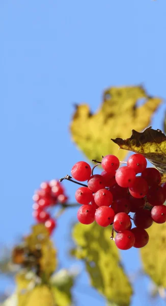 Rama de Viburnum — Foto de Stock