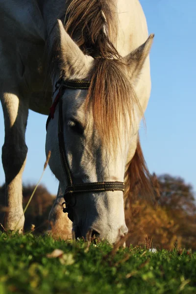 At üstünde bir arka plan yeşil çimen — Stok fotoğraf