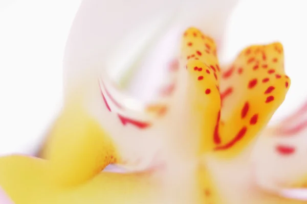 난초 클로즈업 — 스톡 사진