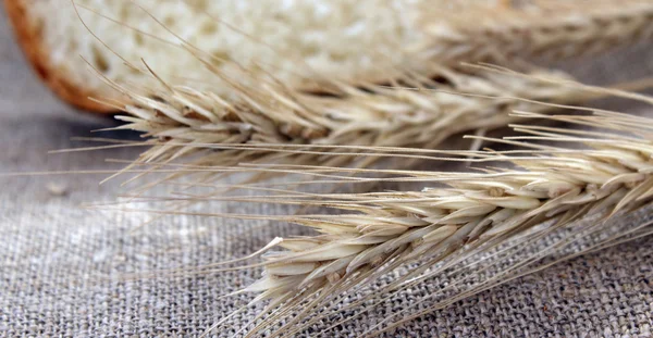 Ekmek ve buğday kulaklar — Stok fotoğraf