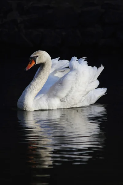 Witte Zwaan op een donkere achtergrond — Stockfoto