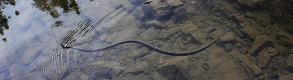 Nonpoisonous kígyó, kígyó — Stock Fotó