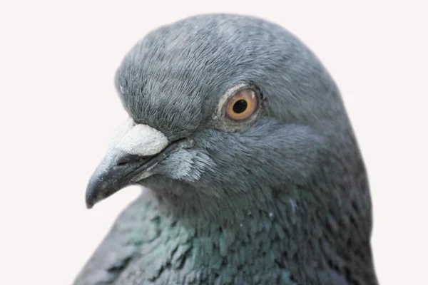 Paloma (Columba livia ) — Foto de Stock