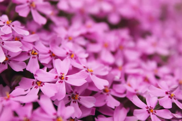 Flores — Fotografia de Stock