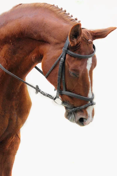 Portrait of arabian stallion — Stock Photo, Image