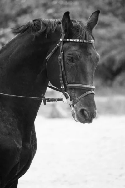 Retrato preto e branco de garanhão árabe — Fotografia de Stock