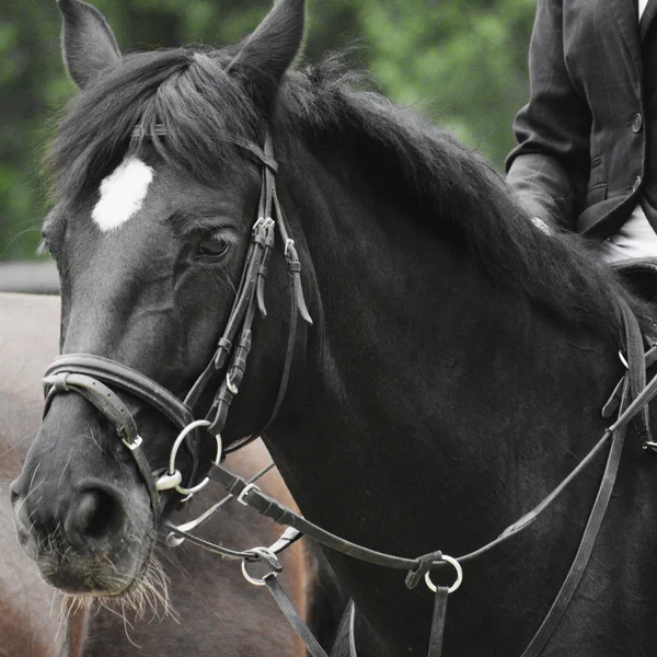 Black and white portrait of arabian stallion — Stock Photo, Image