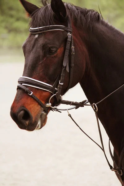 Portrait of arabian stallion — Stock Photo, Image