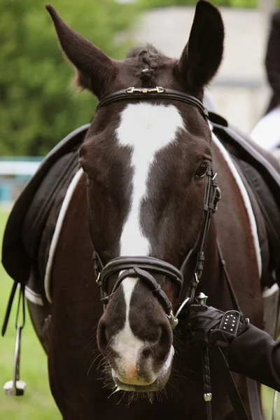 Arabian stallion — Stock Photo, Image