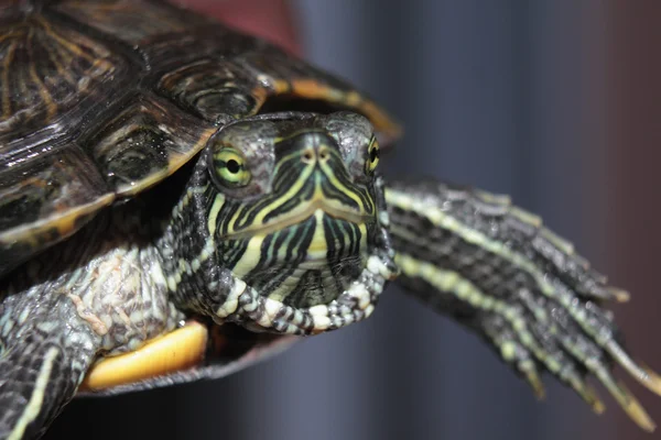 Zeeschildpad — Stockfoto