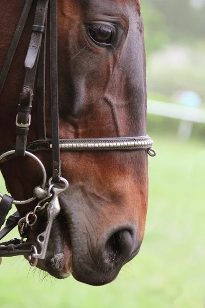 Cabeza de caballo —  Fotos de Stock