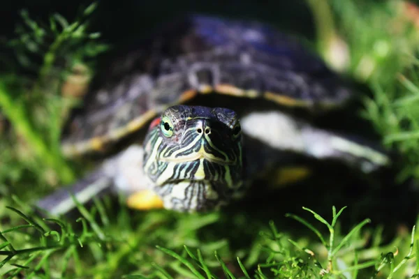 Черепаха на зеленому фоні — стокове фото