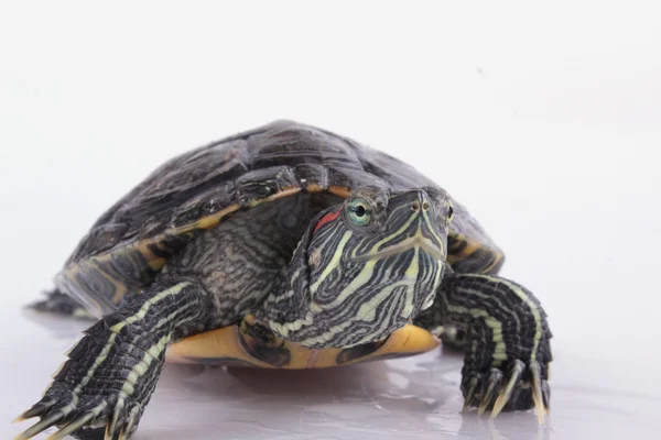 Schildkröte auf weißem Hintergrund — Stockfoto