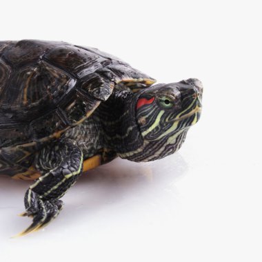 Beyaz arka plan üzerinde turtle