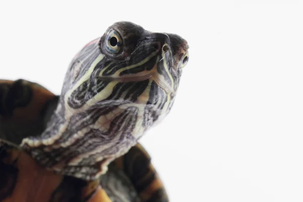 Beyaz arka plan üzerinde turtle — Stok fotoğraf