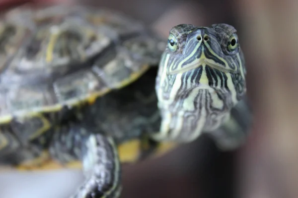 Üzerinde kahverengi zemin turtle — Stok fotoğraf